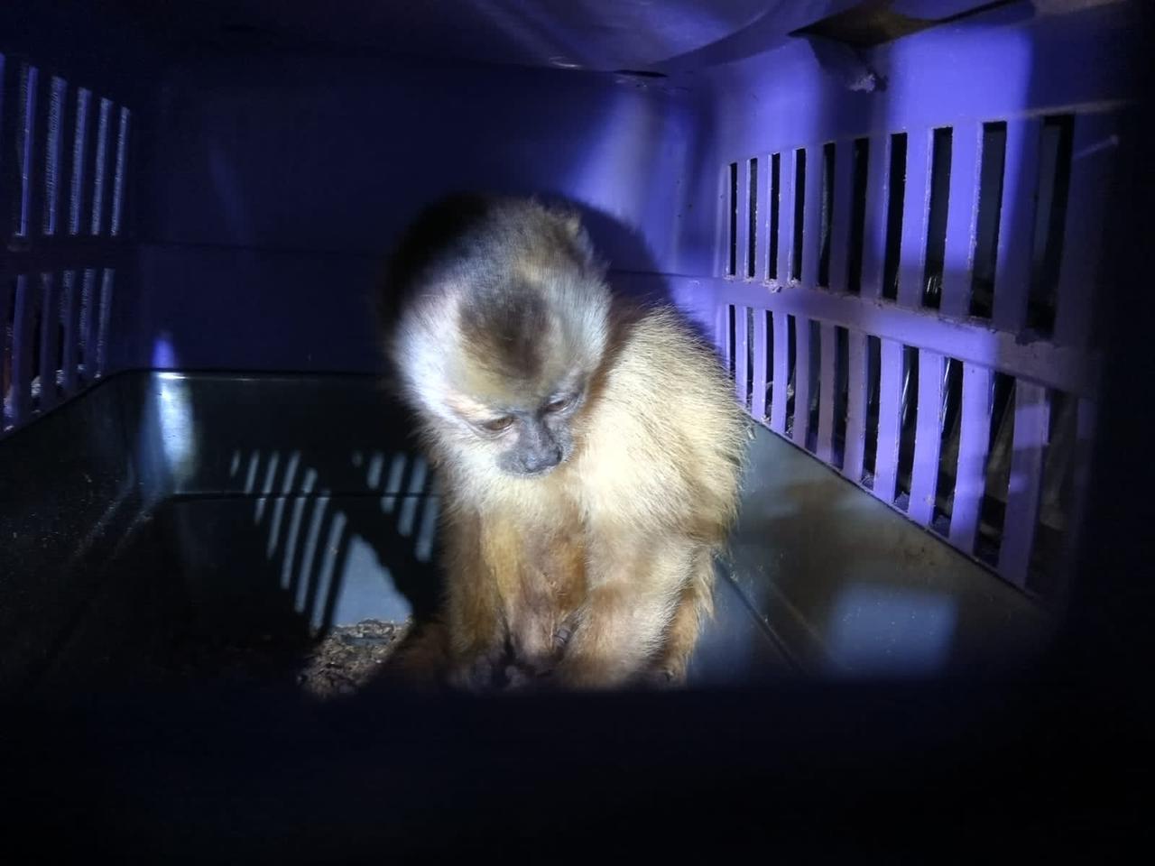 Na imagem, animais silvestres apreendidos em operação policial