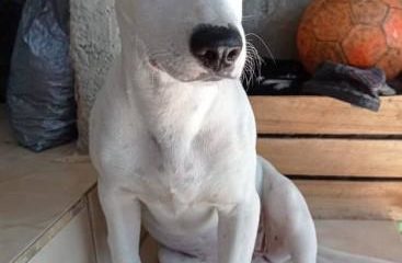 Na imagem, cachorro que morreu a tiros por policial