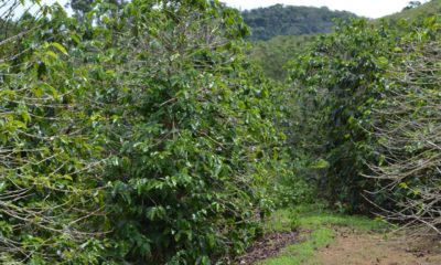 Imagem de uma área de mata