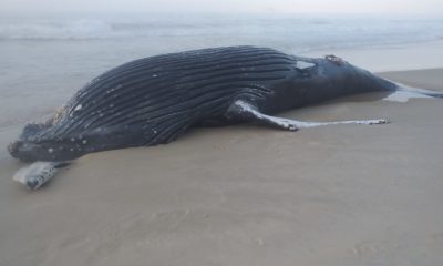 Baleia encontrada morta