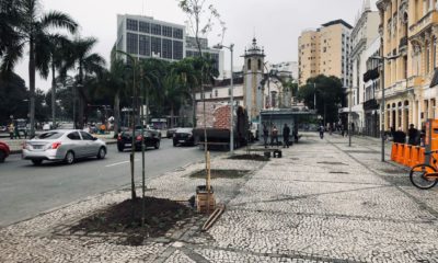 Plantação do Pau-Brasil em frente à sede do Centro de Teatro do Oprimido, na Av. Mem de Sá