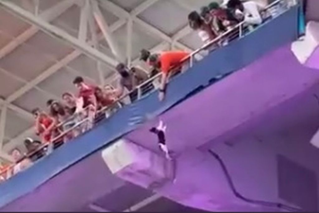 Gato despencando da arquibancada