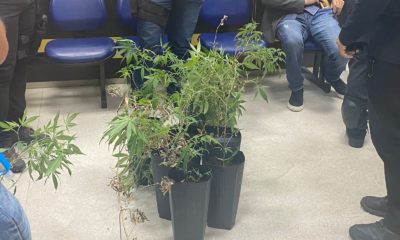 Pés de maconha apreendidos pela polícia civil