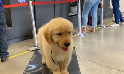 Cãozinho em cima de mala