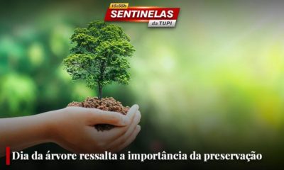 Dia da árvore ressalta a importância da preservação ambiental