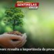 Dia da árvore ressalta a importância da preservação ambiental