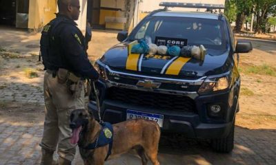 Imagem de drogas apreendidas pela polícia