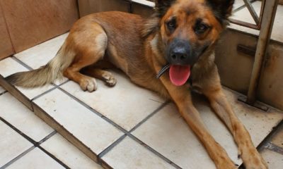 Campanha de adoção