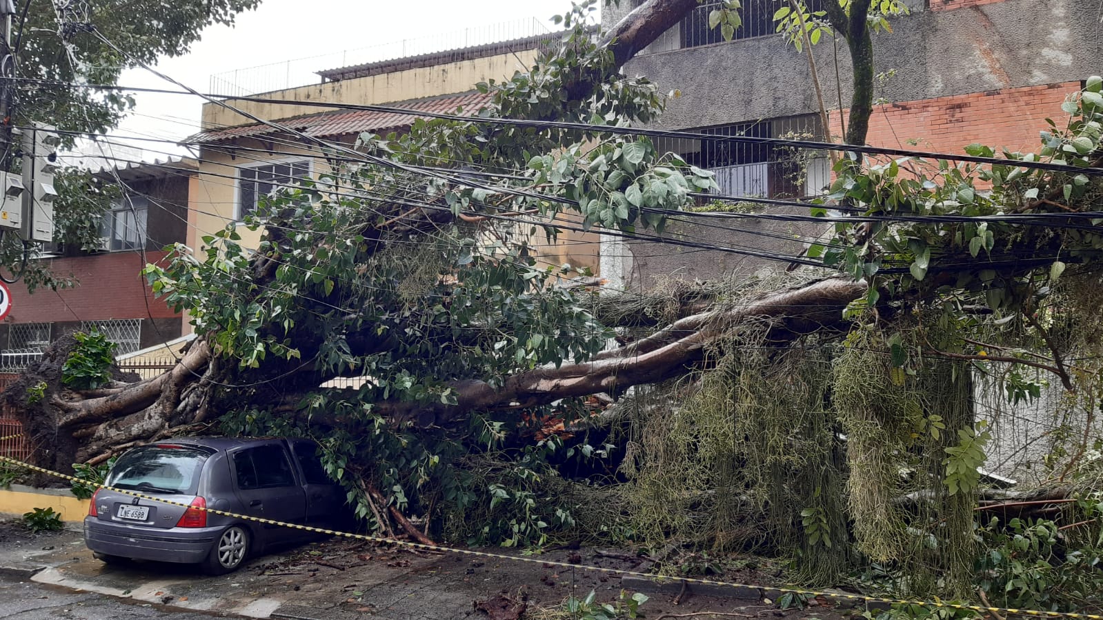 Imagem de uma árvore caída em uma casa