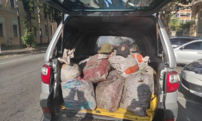 Caranguejos apreendidos