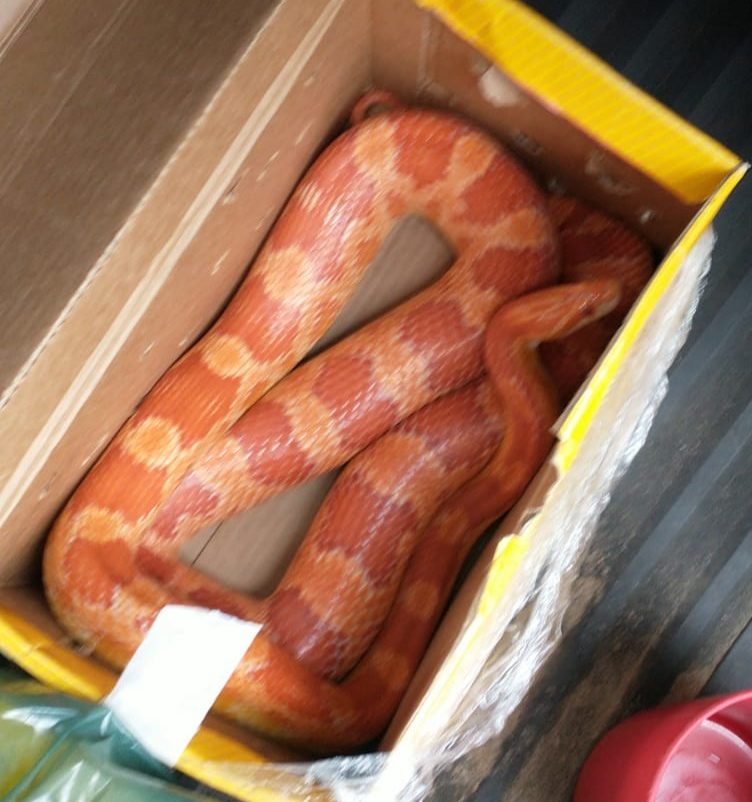 cobra norte-americana da espécie Pantherophis