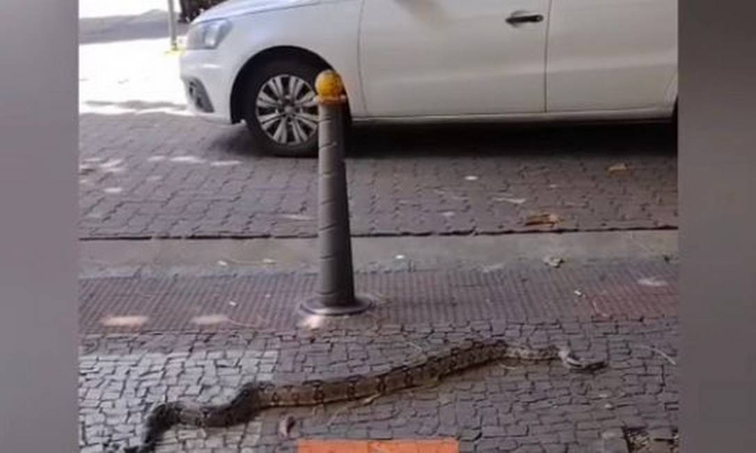 Cobra é vista em calçada na Tijuca