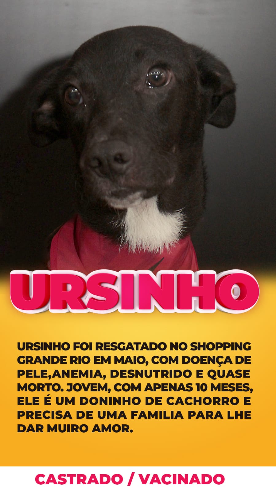 Bichinho para adoção