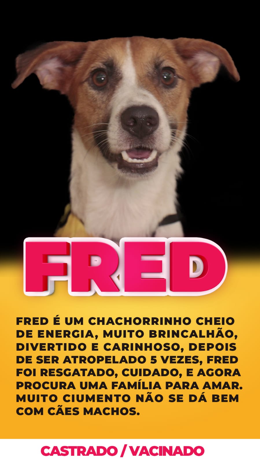 Bichinho para adoção