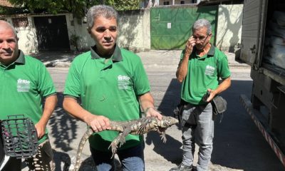 Lagarto apreendido