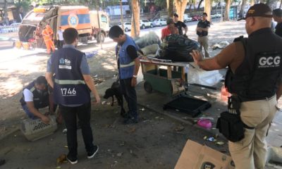 Prefeitura resgata família de cachorros abandonados na Glória, Zona Sul do Rio
