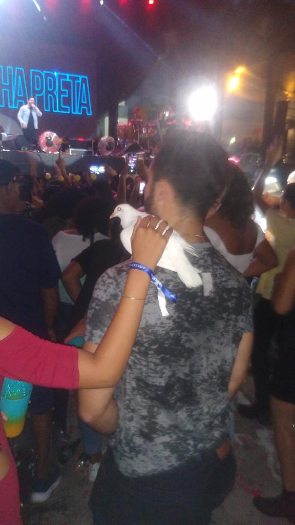 Pomba foi resgatada por fã