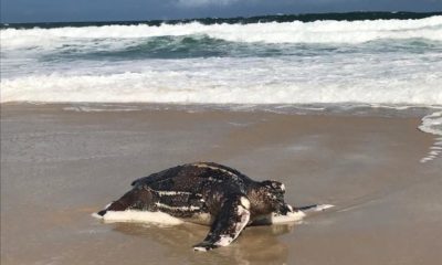 Tartaruga gigante é encontrada na praia da Barra e surpreende banhistas