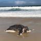 Tartaruga gigante é encontrada na praia da Barra e surpreende banhistas