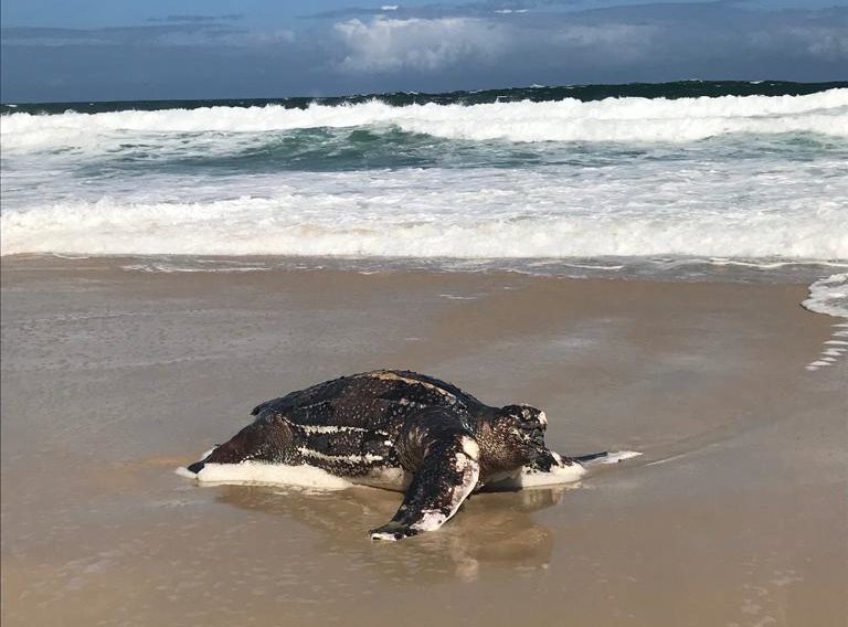 Tartaruga gigante é encontrada na praia da Barra e surpreende banhistas