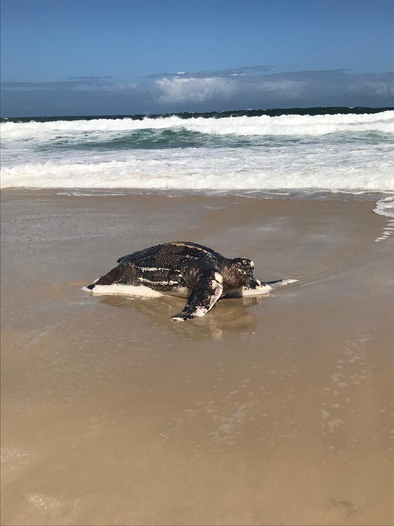 [FOTOS] Tartaruga gigante é encontrada na praia da Barra e surpreende banhistas