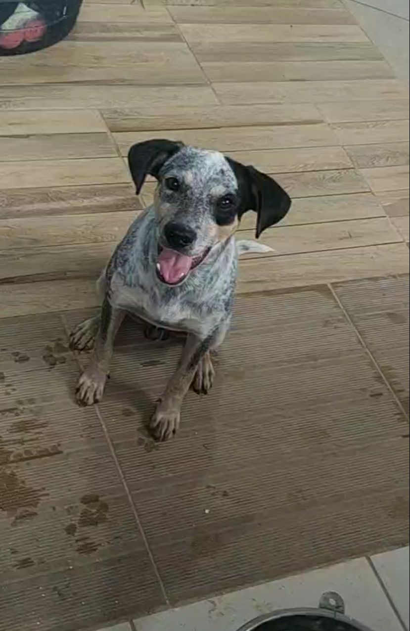 Polícia tenta localizar homem que abandonou cachorro amarrado em poste na Zona Oeste