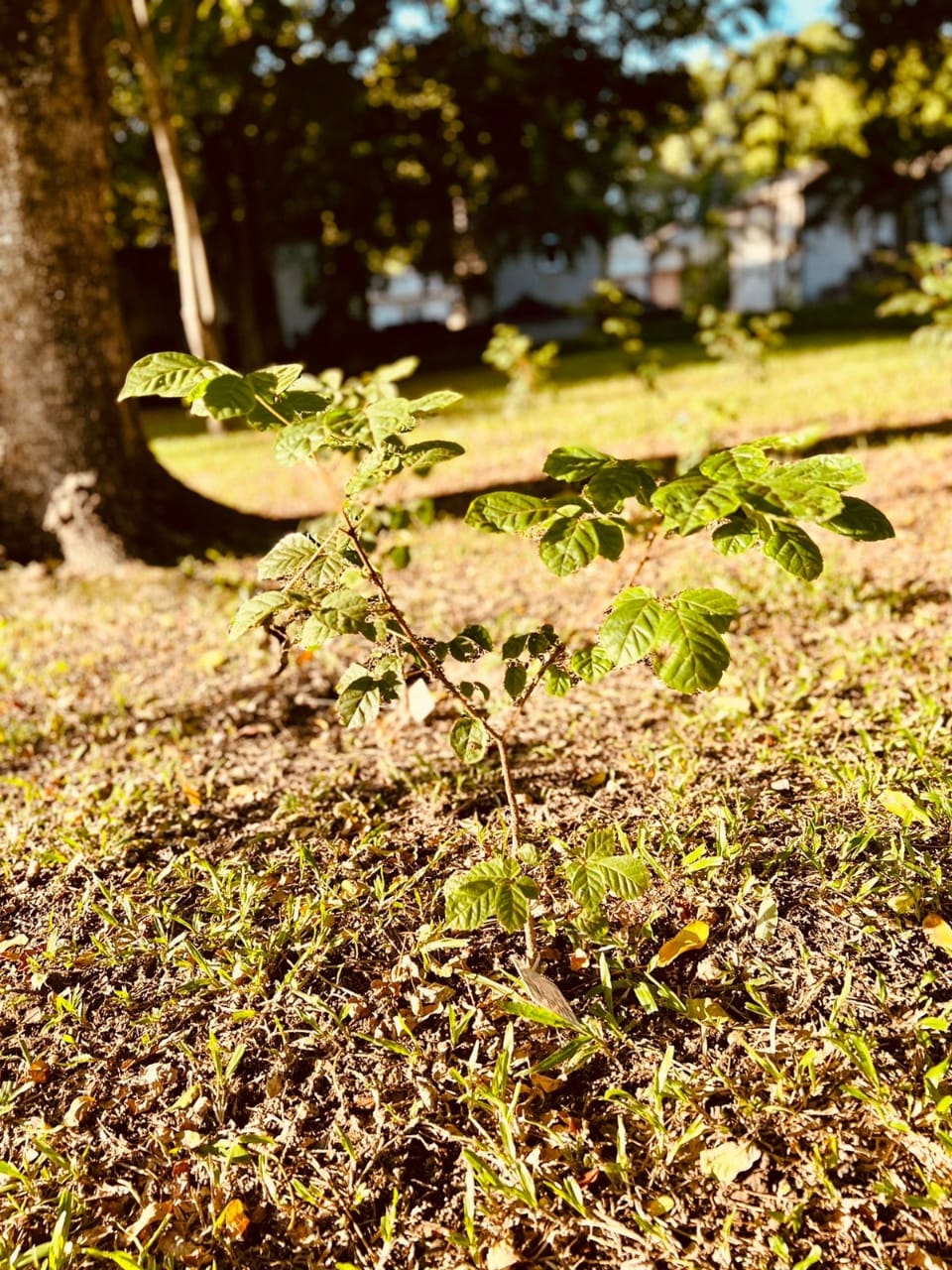 Cinzas serão transformadas em árvore no Cemitério São Francisco Xavier