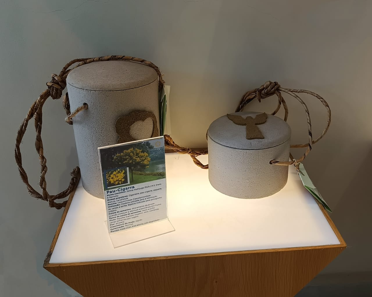 Cinzas serão transformadas em árvore no Cemitério São Francisco Xavier