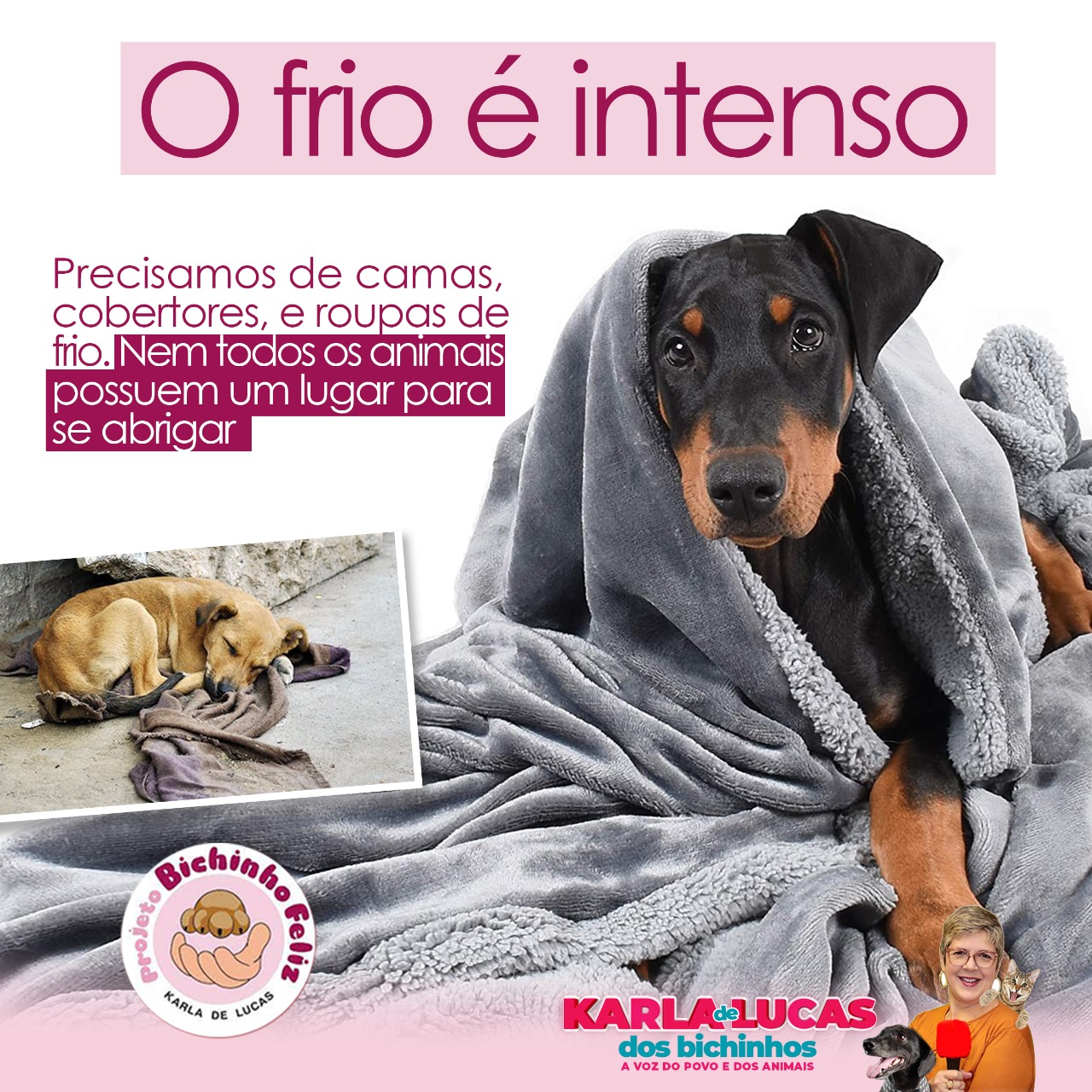 Projeto Bichinho Feliz realiza campanha de adoção de animais em Olaria neste sábado