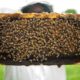Imagem de um apicultor com abelhas