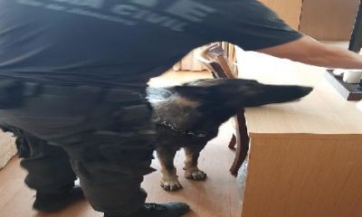 cão e agente da civil