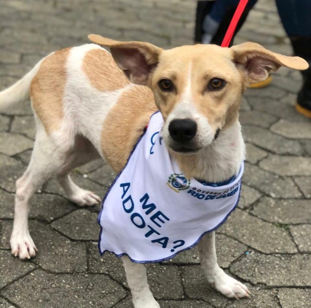 adoção cães e gatos