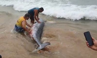 filhote de baleia em calhado em Cabo Frio