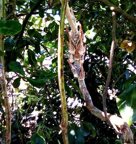 Inseto com "gosto de bacon' pode salvar a fome em Madagascar