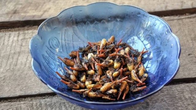 Inseto com "gosto de bacon' pode salvar a fome em Madagascar