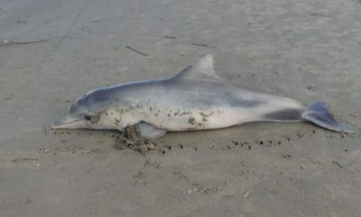 Boto foi encontrado morto com uma calcinha presa às nadadeiras em praia