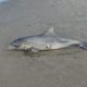 Boto foi encontrado morto com uma calcinha presa às nadadeiras em praia