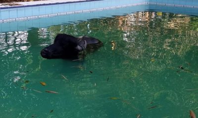 Búfalo de meia tonelada cai na piscina