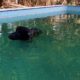 Búfalo de meia tonelada cai na piscina