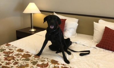 Imagem de um cachorro na cama de um hotel