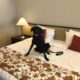 Imagem de um cachorro na cama de um hotel