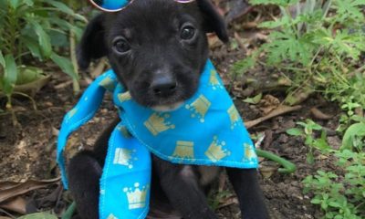 Imagem de um filho de cachorro de óculos escuros e com um lenço no pescoço
