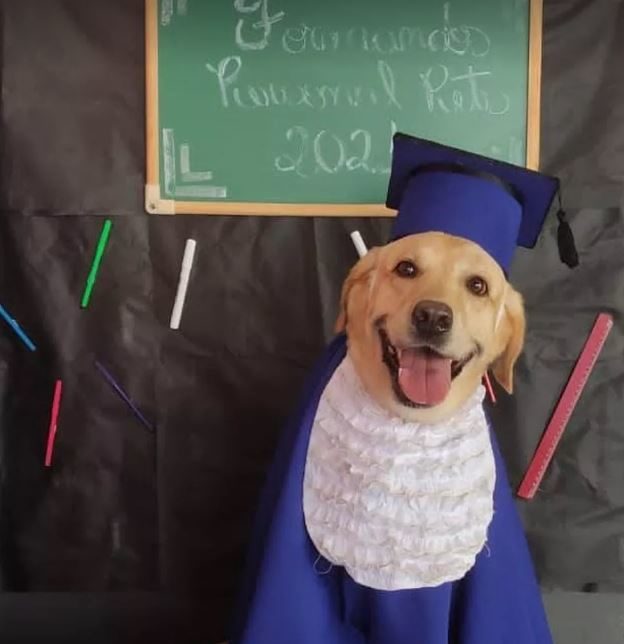 cães formatura 3