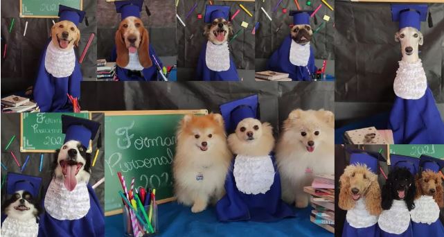 cães formatura