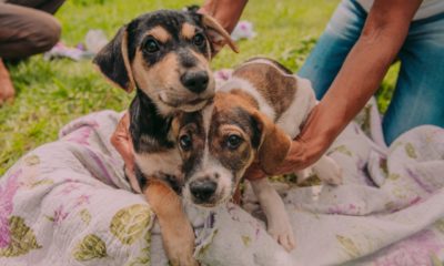 Imagem de um casal de cachorros castrados