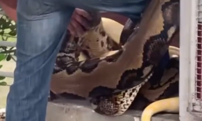 Duas cobras enrolam em pé de biólogo