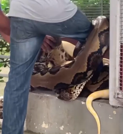 Duas cobras enrolam em pé de biólogo