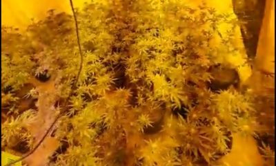 estufa de maconha na comunidade da Vila Aliança