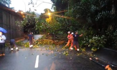 Queda de árvore bloqueia via no Rio