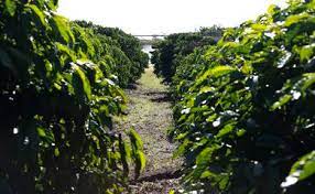 Imagem de uma plantação